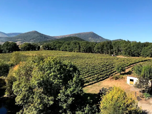 Txakoli Txikubin - Amurrio