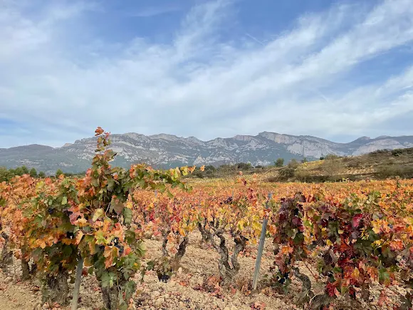 Bodega Bideona - Bodega en Villabuena de Alava/Eskuernaga