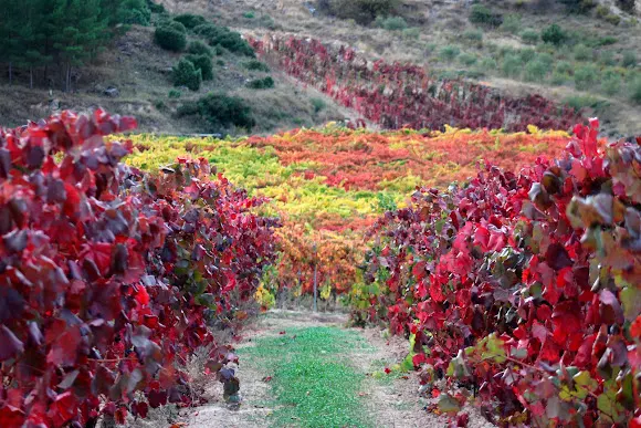 Bodegas García Berrueco - Villabuena de Alava/Eskuernaga