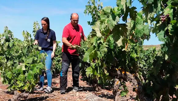 Bodegas Hermanos Pascual Miguel