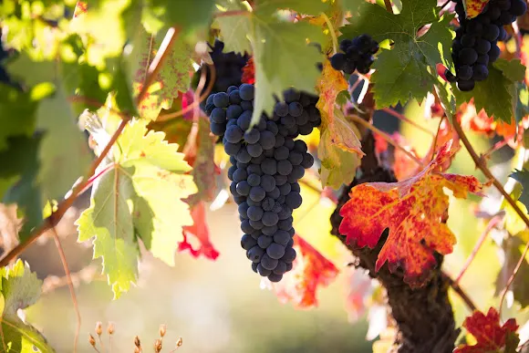 Oxer Wines - Cádiz