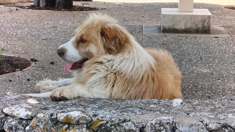 Bodega Mas l'Altet - Alfafara