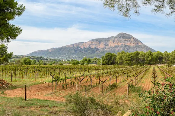 COSTER D'EN SALA Viñedo singular y Bodega - Bodega en Benitachell/Poble Nou de Benitatxell (el)