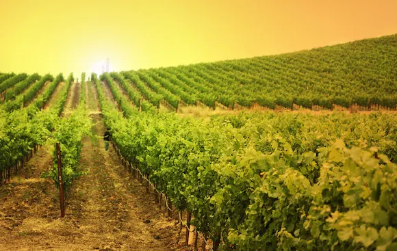 Bodegas Cerrosol