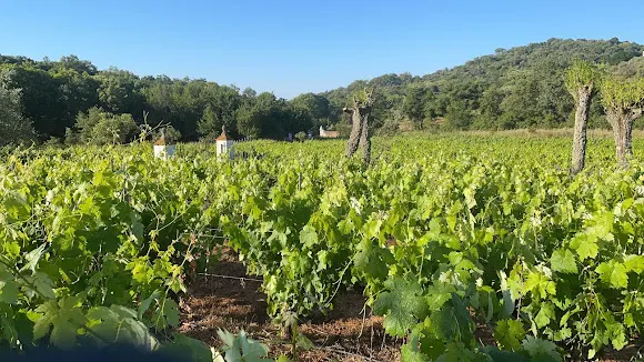 Bodegas Cazallo