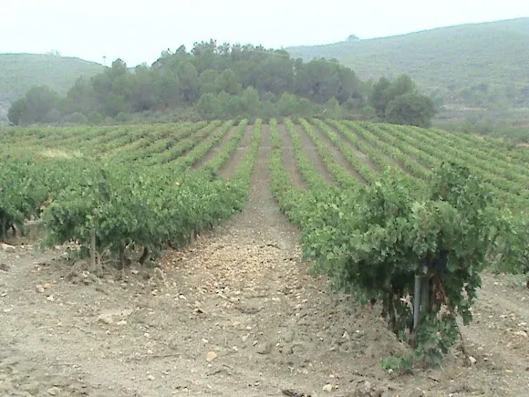 Finca Brugas - Heretat Lluch - Mediona