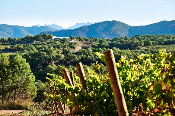 Celler Pla de Morei - Capellades