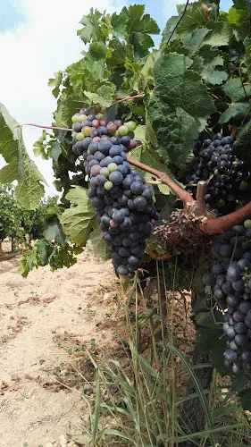 Freixedas Vinícola S.L. - Les Cabanyes