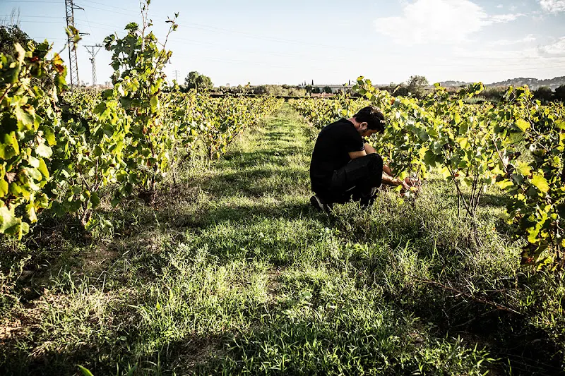 Celler Viníric - Rutes Enoturisme - Calonge