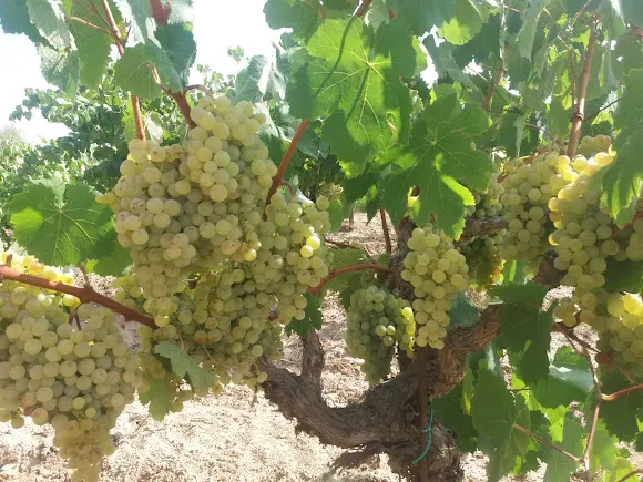 Bodega Sant Joannes