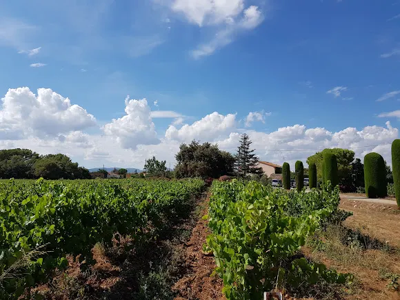 Vinyes Singulars