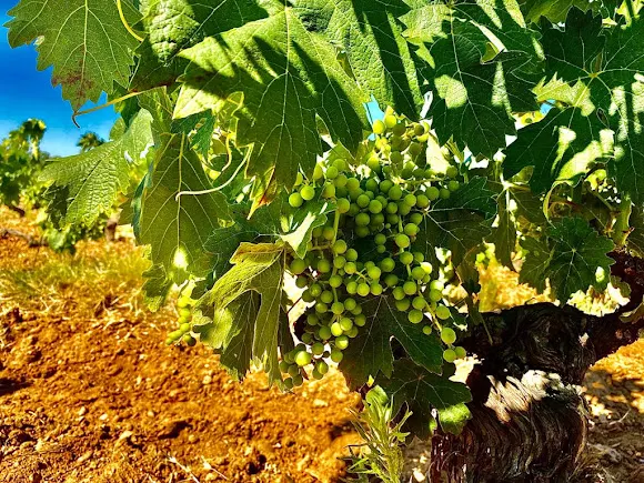 Bodegas Hercal - Roa