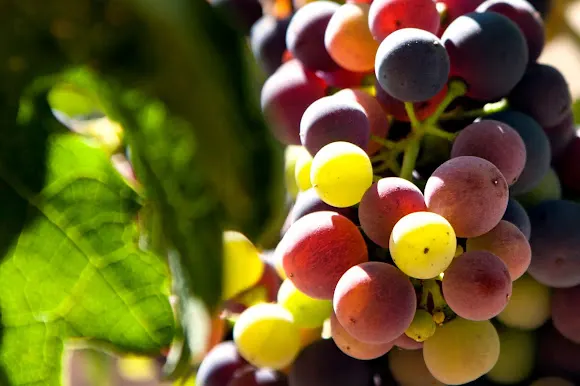 Bodegas Valdaya S.L. - Cádiz