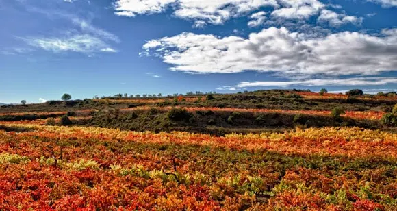 Bodegas Martínez Palacios - Ollauri
