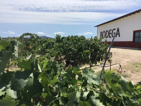 Bodegas Torrealbilla SL - Villar del Pedroso