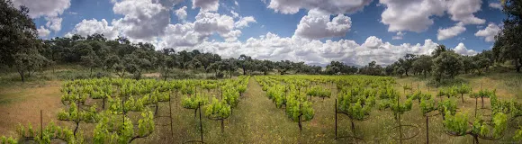 Bodega La Melonera - Ronda
