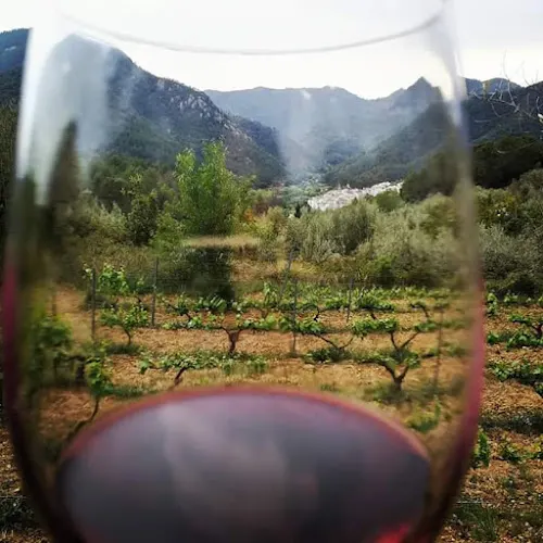 Bodega El Celler de la Ibola - Ain
