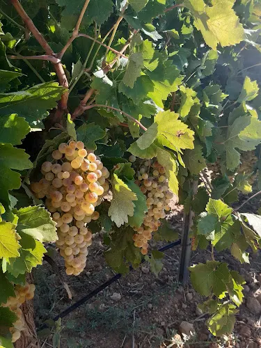 Bodega Coop. San Lorenzo - Tomelloso