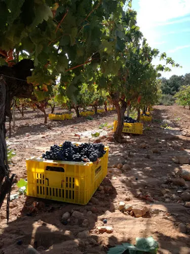 BODEGAS Y VIÑEDOS DE RUCA, SL - Puebla del Salvador
