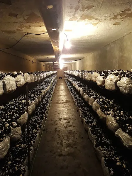Sociedad Cooperativa del Campo San Antonio de Pádua - Villalpardo