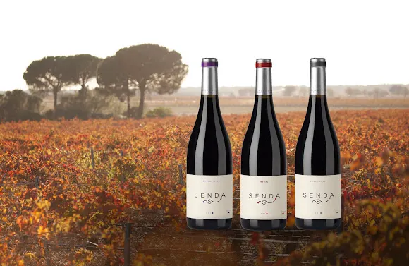 Candelaria Bodega y Viñedos