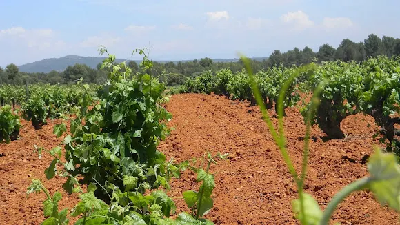 Bodega Vilarre Vinum - Sinarcas