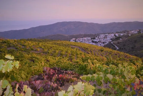 Vinos Moreno