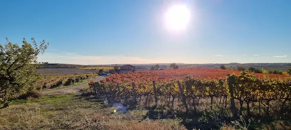 BODEGAS MELER - Barbastro