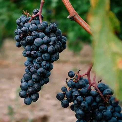 Bodega Ras Vals - Castillazuelo