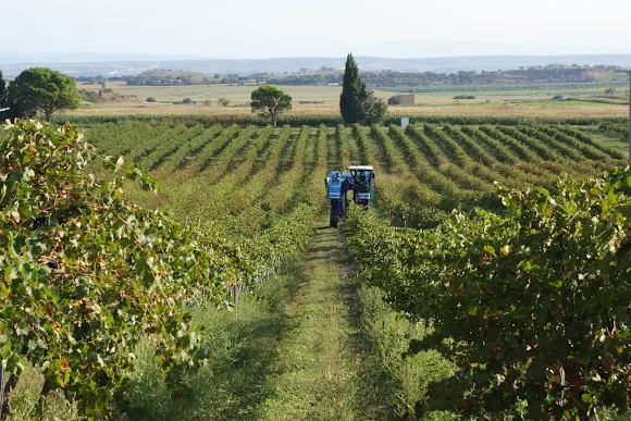 Bodegas Monte Odina - Ilche