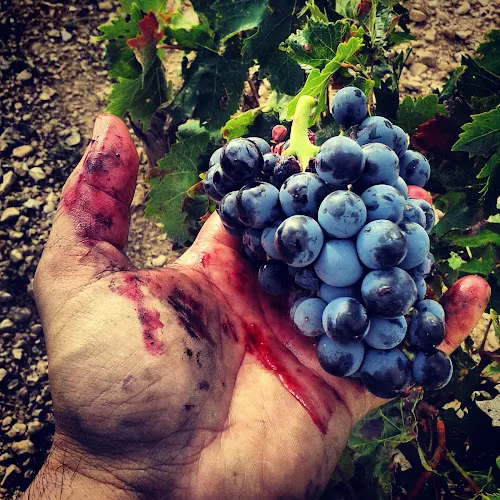 BODEGA EL VINO DEL DESIERTO
