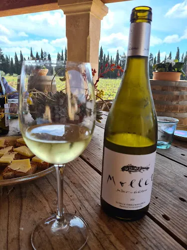 Bodega Vinyes I Vins Ca Sa Padrina