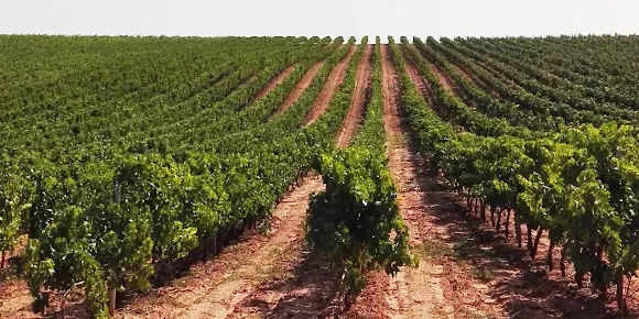 Bodegas Abel Estebas