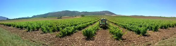 Vinos Luis Ruiz - Murillo de Rio Leza