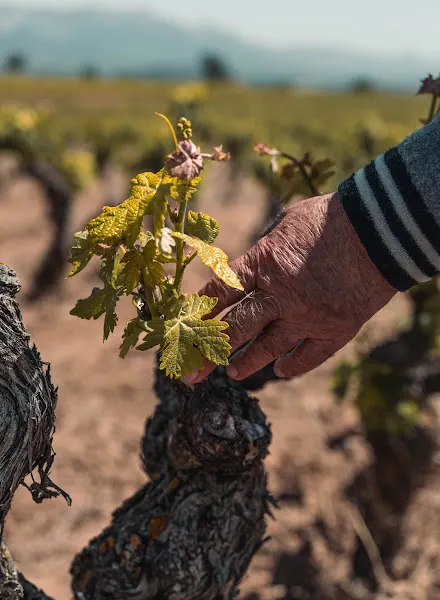 Bodegas Cornelio Dinastía - Navarrete
