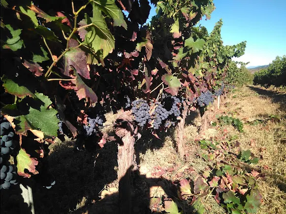 Bodega Cepas Del Bierzo