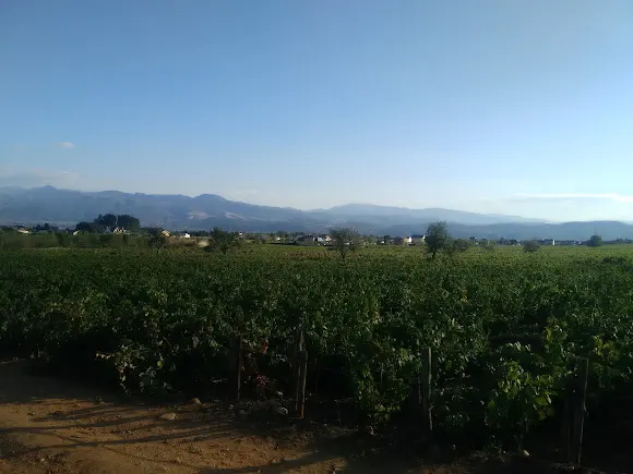 Bodega Vehemencia
