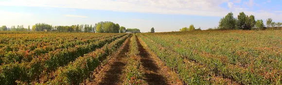 Bodegas Julio Crespo - Sahagun
