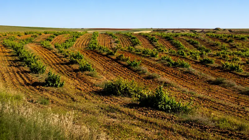 Bodegas Margón - Pricum - Pajares de los Oteros