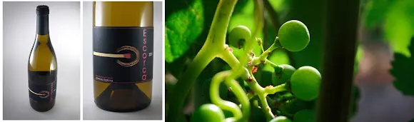 Celler Matallonga - Fulleda