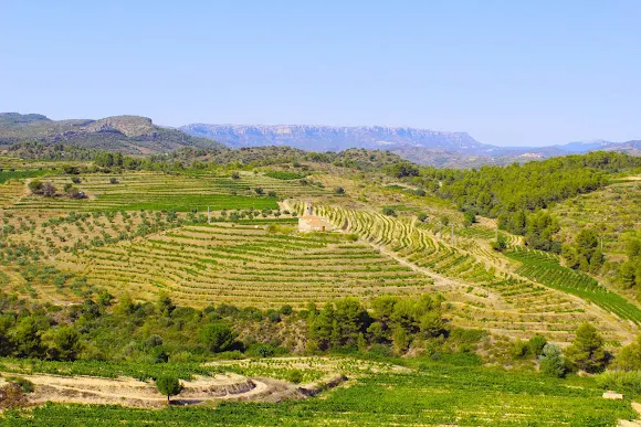 Cellers Grifoll Declara - Bodega en Molar (El)