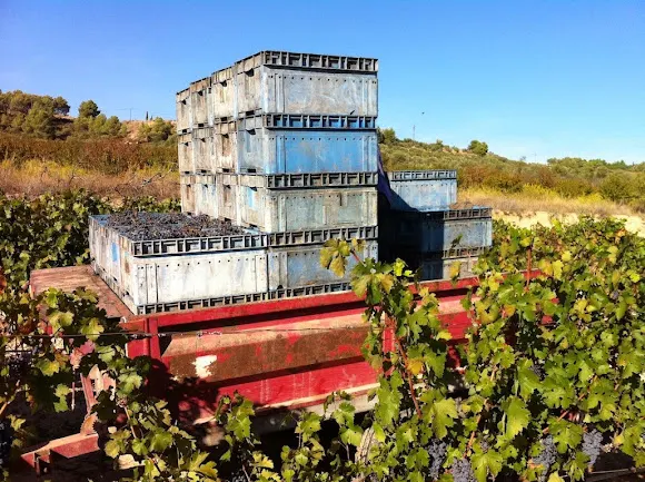 Bodega Mas de les Vinyes - Vinos DO Montsant