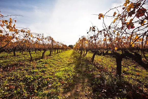 Vinyes del Terrer