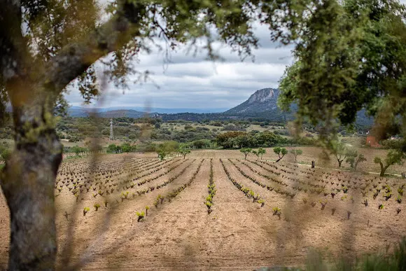 Bodega Tierra Calma - San Martin de Valdeiglesias