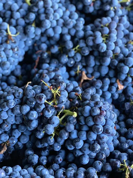 Bodegas Hydria - Bodega en Cehegin