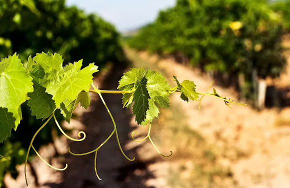 Bodegas Finca Albret - Cadreita