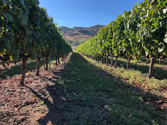 Bodegas Triay