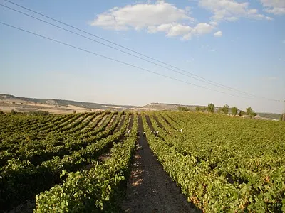 Viñedos Y Bodegas Ribon