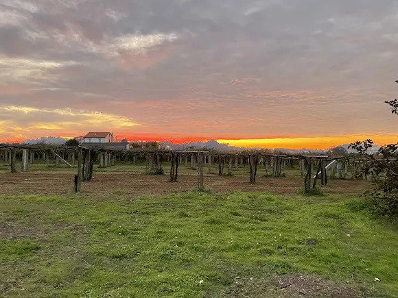 Bodega O Vello Bodegueiro - Cambados