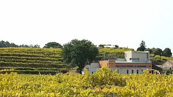 Bodega Carballal Vázquez Abal, S.L. - Ribadumia